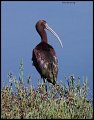 _3SB2870 white-faced ibis